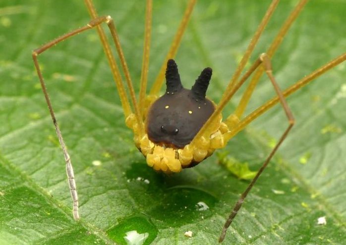 harvestman arachnid