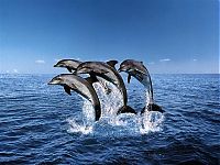 TopRq.com search results: animal photography