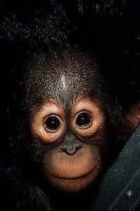 TopRq.com search results: animal photography