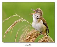 Fauna & Flora: Bird Sing