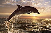 Fauna & Flora: Delphin jump
