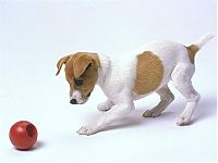 Fauna & Flora: Dog with ball