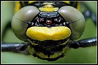 Fauna & Flora: Dragon Fly Eyes
