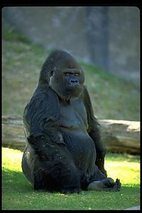 TopRq.com search results: Gorilla