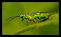 Fauna & Flora: Green Bug