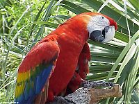Fauna & Flora: Parrot