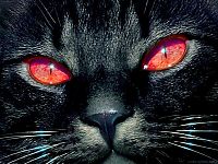 Fauna & Flora: red eye cat
