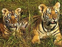 Fauna & Flora: tiger