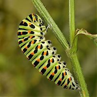 Fauna & Flora: insect macro photography