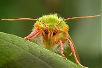 Fauna & Flora: insect macro photography