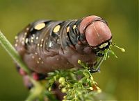 Fauna & Flora: insect macro photography