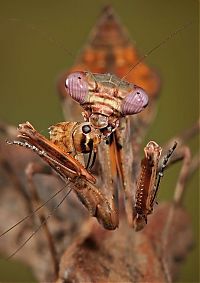 Fauna & Flora: insect macro photography