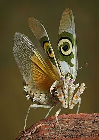 Fauna & Flora: insect macro photography