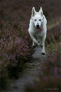 Fauna & Flora: running dog