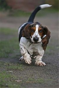 TopRq.com search results: running dog