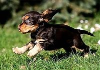 TopRq.com search results: running dog