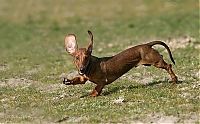 TopRq.com search results: running dog