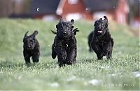 Fauna & Flora: running dog