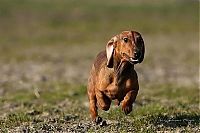 TopRq.com search results: running dog