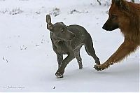 Fauna & Flora: running dog