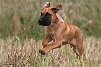 Fauna & Flora: running dog