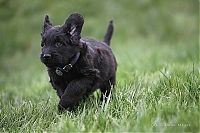 TopRq.com search results: running dog