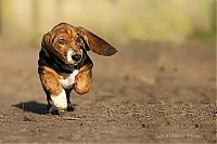 Fauna & Flora: running dog