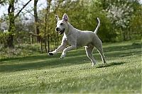 TopRq.com search results: running dog