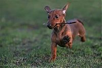 TopRq.com search results: running dog