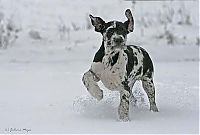 TopRq.com search results: running dog