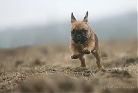 TopRq.com search results: running dog