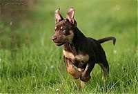 TopRq.com search results: running dog