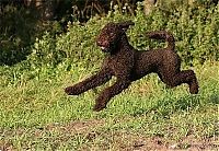 Fauna & Flora: running dog