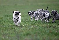 TopRq.com search results: running dog