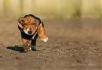 TopRq.com search results: running dog