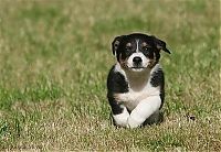 TopRq.com search results: running dog