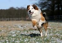 Fauna & Flora: running dog