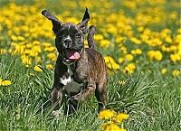 Fauna & Flora: running dog