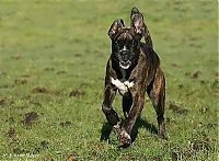 Fauna & Flora: running dog