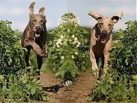 Fauna & Flora: running dog