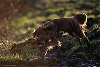 TopRq.com search results: running dog