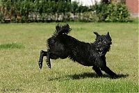 TopRq.com search results: running dog