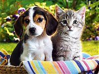 TopRq.com search results: cat and dog