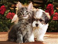 Fauna & Flora: cat and dog