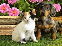 Fauna & Flora: cat and dog