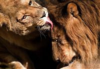 Fauna & Flora: lion love