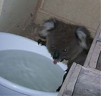 Fauna & Flora: koala bath