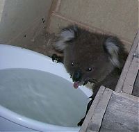 TopRq.com search results: koala bath