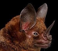 Fauna & Flora: bat, order chiroptera