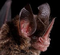 Fauna & Flora: bat, order chiroptera